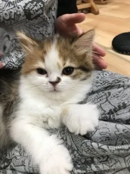 ひめちゃんママ 様のお迎えした子猫