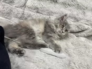 H.S 様のお迎えした子猫