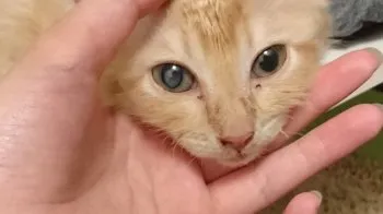 くしゃ 様のお迎えした子猫