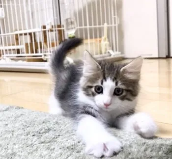 るー 様のお迎えした子猫