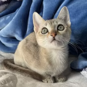 chiaki 様のお迎えした子猫