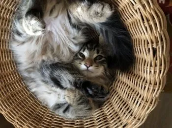 hanyarako 様のお迎えした子猫