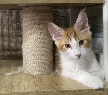 Y.T 様のお迎えした子猫