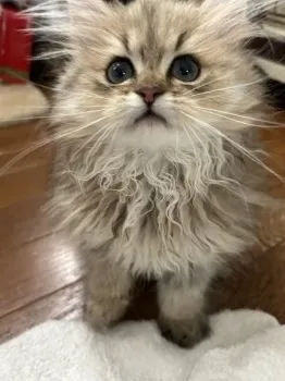 A.A 様のお迎えした子猫