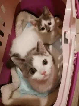 SG 様のお迎えした子猫