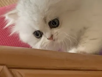 エリー 様のお迎えした子猫