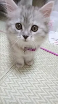 ちぃ 様のお迎えした子猫