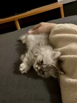 N.A 様のお迎えした子猫