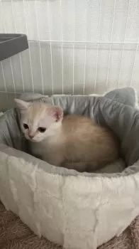 M.T 様のお迎えした子猫