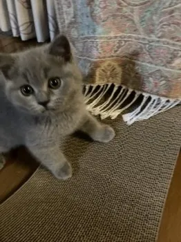 etyuhiam 様のお迎えした子猫