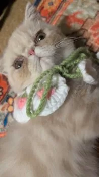 Ｉ.Ｉ 様のお迎えした子猫