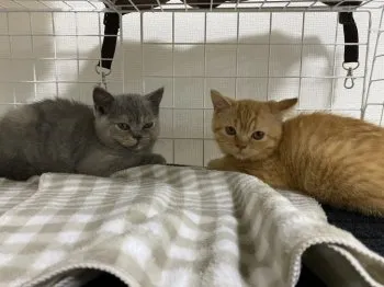 mii 様のお迎えした子猫