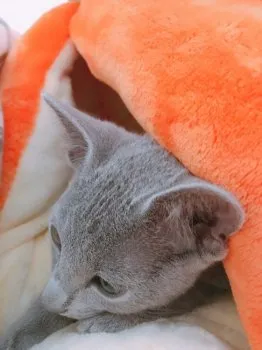 スカイママ 様のお迎えした子猫