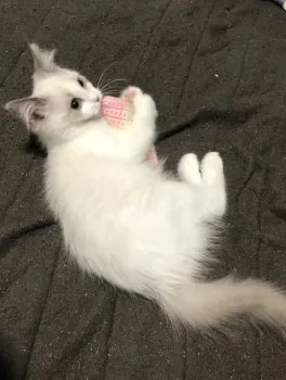 ビハク 様のお迎えした子猫