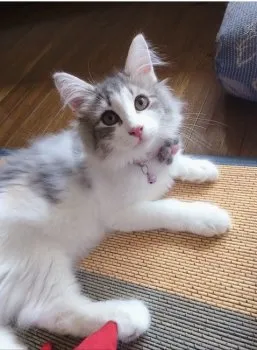 ちあき 様のお迎えした子猫