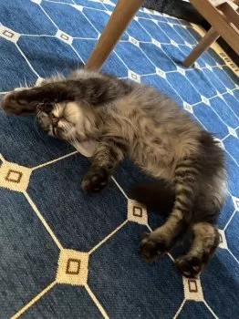 K.M 様のお迎えした子猫