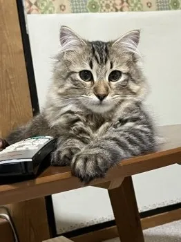 gon 様のお迎えした子猫