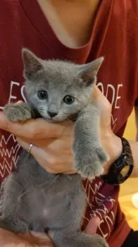 みぃ 様のお迎えした子猫