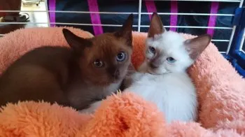 クミ 様のお迎えした子猫