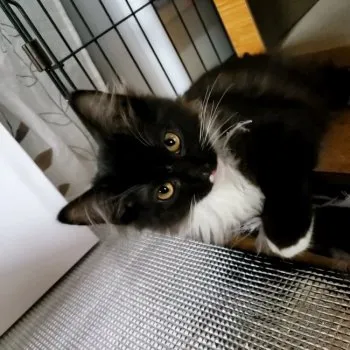 カゲル 様のお迎えした子猫