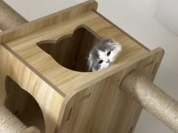 なつみ 様のお迎えした子猫