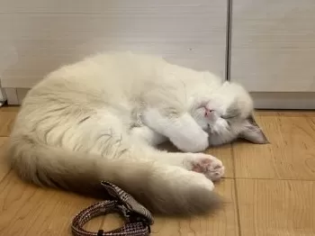 すな 様のお迎えした子猫