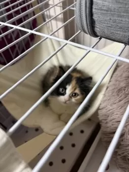 せおみ 様のお迎えした子猫