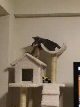 副隊長 様のお迎えした子猫
