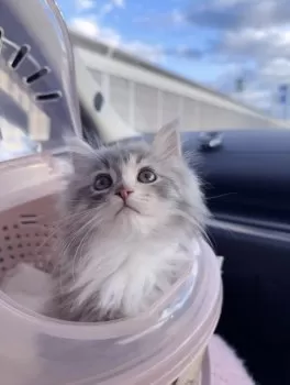 K.A 様のお迎えした子猫