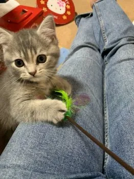 くるみのみ 様のお迎えした子猫