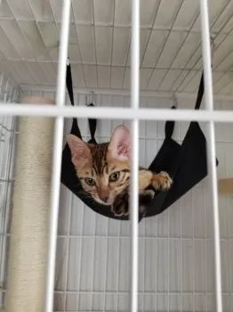 T.K 様のお迎えした子猫