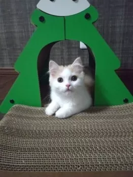 D＆Y 様のお迎えした子猫