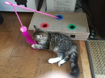 波留ちゃんママ 様のお迎えした子猫