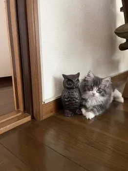 Y.I 様のお迎えした子猫