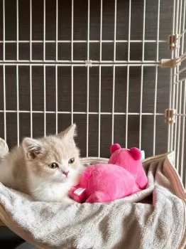 たれまゆ 様のお迎えした子猫