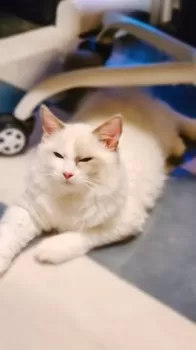 N.S 様のお迎えした子猫