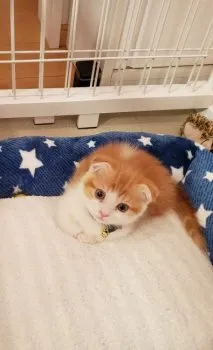 ほーちゃんママ 様のお迎えした子猫