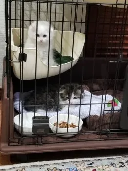 sanyo 様のお迎えした子猫