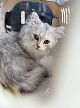 よしの 様のお迎えした子猫