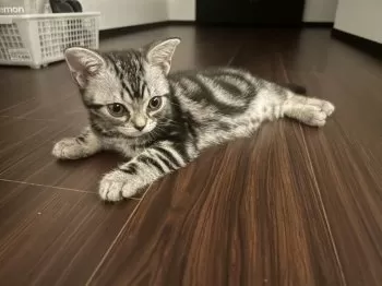 BS 様のお迎えした子猫