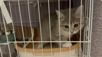 S.M 様のお迎えした子猫