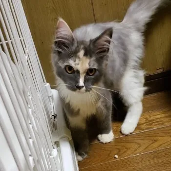 とうこ 様のお迎えした子猫