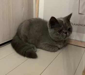 ミヤ 様のお迎えした子猫