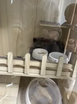 Y.H 様のお迎えした子猫