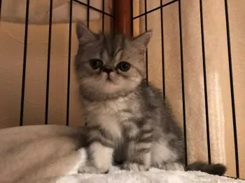 Y.K 様のお迎えした子猫