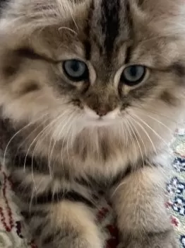 いったん 様のお迎えした子猫