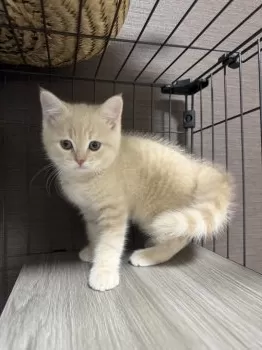 きむ 様のお迎えした子猫