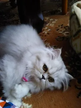 ミーシャママ 様のお迎えした子猫