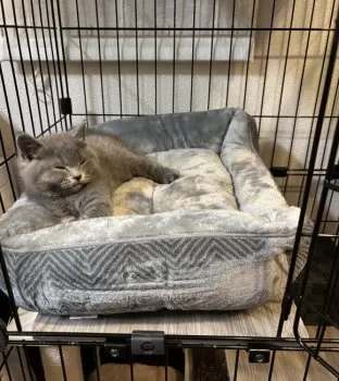 Y.S 様のお迎えした子猫