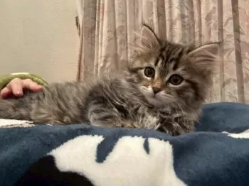 H.O 様のお迎えした子猫